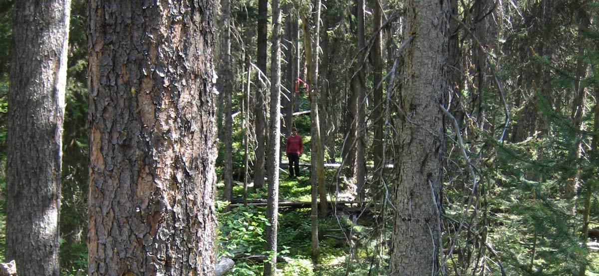 Ecofor worker in forest near Mount Milligan