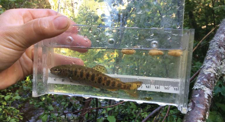 Biologist working with rainbow trout