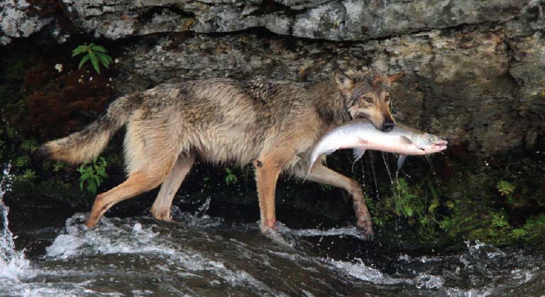 Worf with fish in mouth running along the side of a river