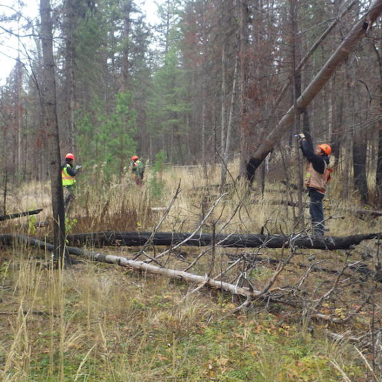 Archaeological Assessments for Forestry Developments in the Cariboo-Chilcotin Natural Resource District, on Behalf of BC Timber Sales.