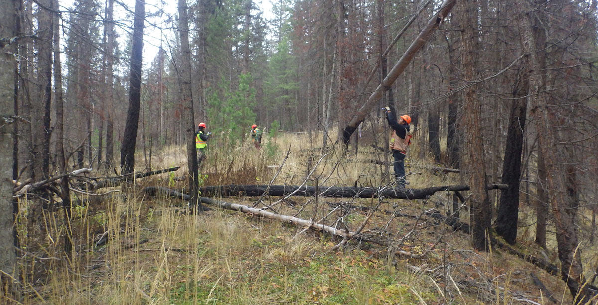 Archaeological Assessments for Forestry Developments in the Cariboo-Chilcotin Natural Resource District, on Behalf of BC Timber Sales.