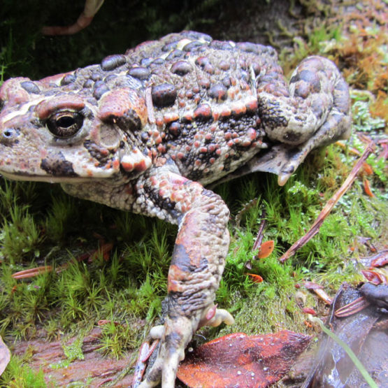 Pacific Trails Pipeline (PTP) – Wildlife