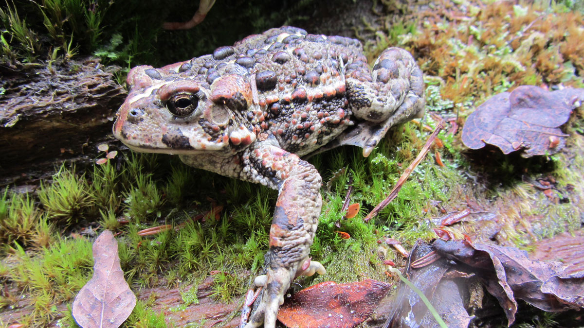 Western Toad Pacific Trails Pipeline